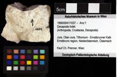 Foto (Objket + Etiketten) von Decapoda indet. 